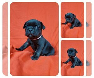 French Bulldog Puppy for sale in AFTON, WY, USA