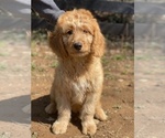 Small Photo #2 Nova Scotia Duck Tolling Retriever-Poodle (Standard) Mix Puppy For Sale in CHANTILLY, VA, USA
