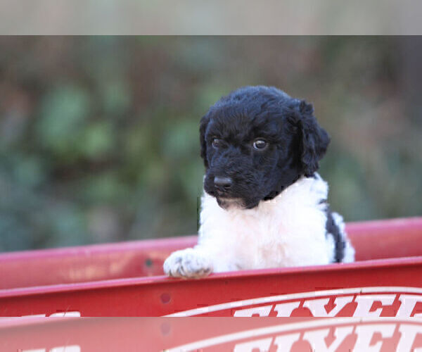 Medium Photo #3 Pyredoodle Puppy For Sale in EATONTON, GA, USA