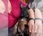 Litter of 8 - Male(s) and Female(s) Belgian MalinoisLitter of Puppies for Sale - Photo #17