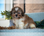 Small Photo #16 Shih Tzu Puppy For Sale in SUGARCREEK, OH, USA