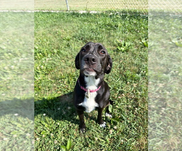 Medium Photo #2 Retriever -Unknown Mix Puppy For Sale in Pierceton , IN, USA