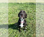 Small #1 Retriever  Mix