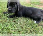 Small Photo #7 Mastiff Puppy For Sale in VILLA RICA, GA, USA