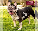 Small #1 French Bulldog