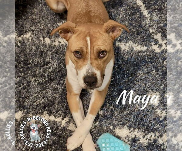 Medium Photo #3 American Staffordshire Terrier-Boxer Mix Puppy For Sale in Omaha, NE, USA