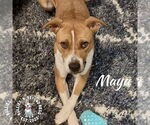 Small #2 American Staffordshire Terrier-Boxer Mix