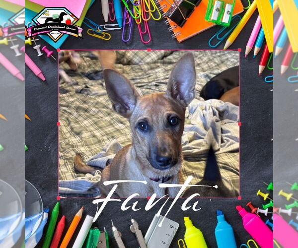 Medium Photo #4 Dachshund-Unknown Mix Puppy For Sale in San Antonio, TX, USA