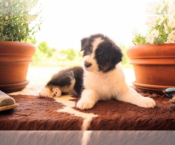 Medium Photo #4 Australian Shepherd Puppy For Sale in THROCKMORTON, TX, USA