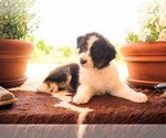 Small #3 Australian Shepherd