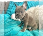 Small #4 French Bulldog