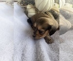 Small #3 Dachshund