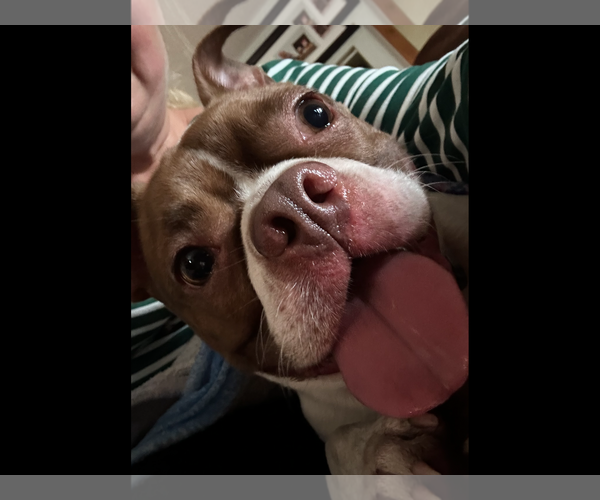 Medium Photo #5 Boston Terrier Puppy For Sale in Valrico, FL, USA