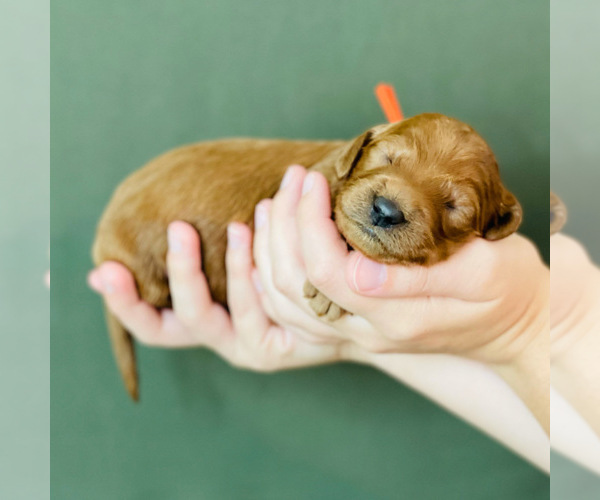 Medium Photo #10 Goldendoodle Puppy For Sale in KISSIMMEE, FL, USA
