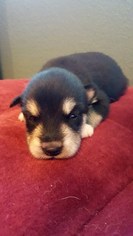 Alaskan Malamute Puppy for sale in PASADENA, TX, USA