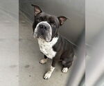 Small American Pit Bull Terrier-Chinese Shar-Pei Mix
