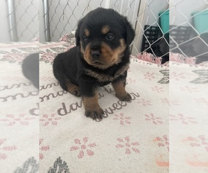 Rottweiler Puppy for sale in SALISBURY, NC, USA