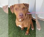 Small #1 American Pit Bull Terrier-Labrador Retriever Mix