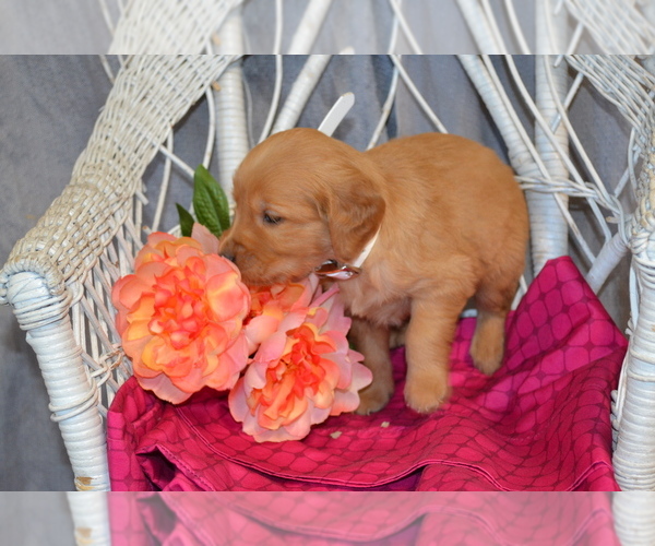 Medium Photo #2 Golden Retriever Puppy For Sale in OWEN, WI, USA