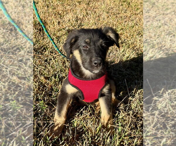 Medium Photo #2 Labrenees Puppy For Sale in Oak Bluffs, MA, USA