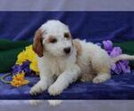 Small Photo #2 Goldendoodle (Miniature) Puppy For Sale in NEW HOLLAND, PA, USA