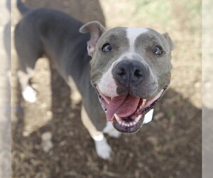 American Staffordshire Terrier-Unknown Mix Dogs for adoption in San Antonio, TX, USA