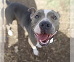 STELLA - Female American Staffordshire Terrier-Unknown Mix Dog for Adoption - Small photo