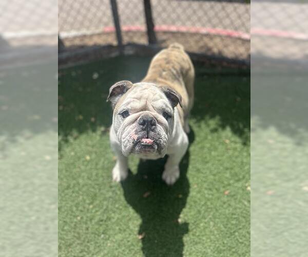 Medium Photo #2 Bulldog Puppy For Sale in Chula Vista, CA, USA
