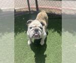 Small #1 Bulldog