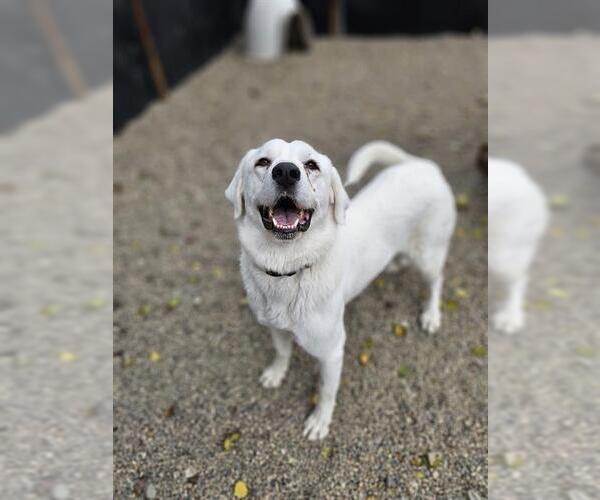 Medium Photo #1 Labrenees Puppy For Sale in Frisco, CO, USA