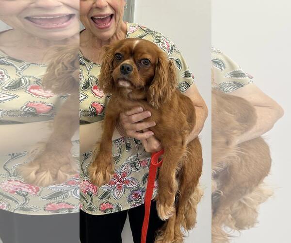 Medium Photo #4 Cavalier King Charles Spaniel Puppy For Sale in Westminster, MD, USA