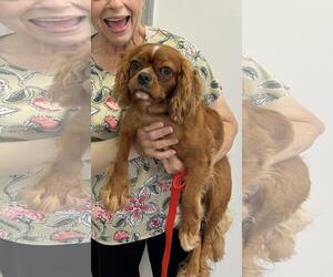 Sage - Female Cavalier King Charles Spaniel Dog for Adoption - Photo #4