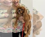 Small #3 Cavalier King Charles Spaniel