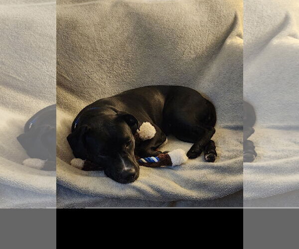 Medium Photo #2 Mutt Puppy For Sale in Denton, TX, USA
