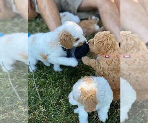 Cavapoo Puppy for sale in HARTFORD, CT, USA