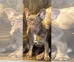 Small French Bulldog