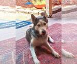Small #3 Siberian Husky