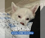 YUKI - Male Unknown-pomeranian spitz Mix Dog for Adoption - Small photo