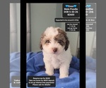 Image preview for Ad Listing. Nickname: Enzo