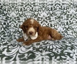 Small #3 Cockapoo (Miniature)