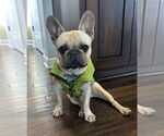 Small #6 French Bulldog