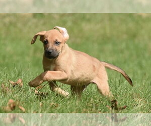 Lainey - Female Australian Shepherd-Beagle Mix Dog for Adoption - Photo #9