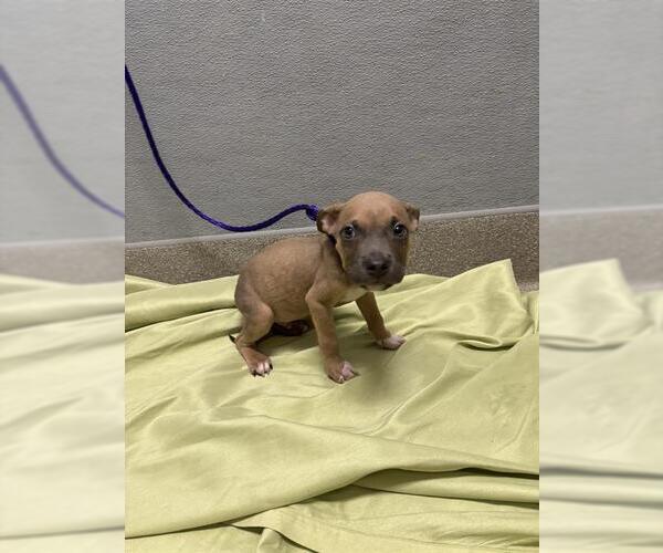 Medium Photo #1 Mutt Puppy For Sale in Las Vegas, NV, USA