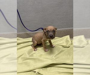 Mutt Dogs for adoption in Las Vegas, NV, USA
