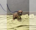 Small Mutt