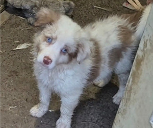 Medium Border-Aussie
