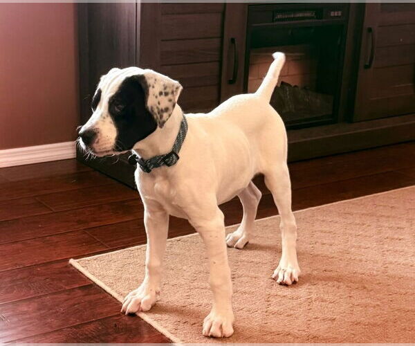 Medium Photo #3 Mutt Puppy For Sale in Germantown, OH, USA