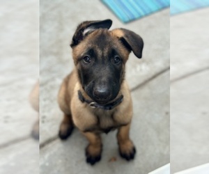 Belgian Malinois Litter for sale in PICO RIVERA, CA, USA