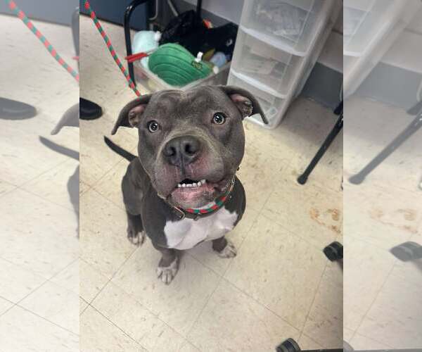 Medium Photo #2 Staffordshire Bull Terrier-Unknown Mix Puppy For Sale in Princeton, MN, USA