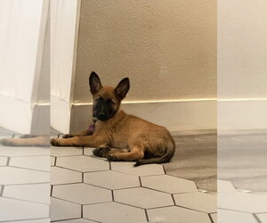 Angel- Located in California - Male Mutt Dog for Adoption - Photo #3